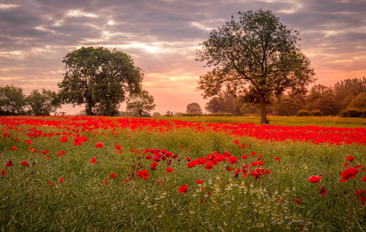 Poppy field, symbol of Remembrance