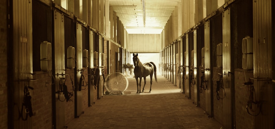 Horse in the stable yard at Kinard Stables Equestrian
