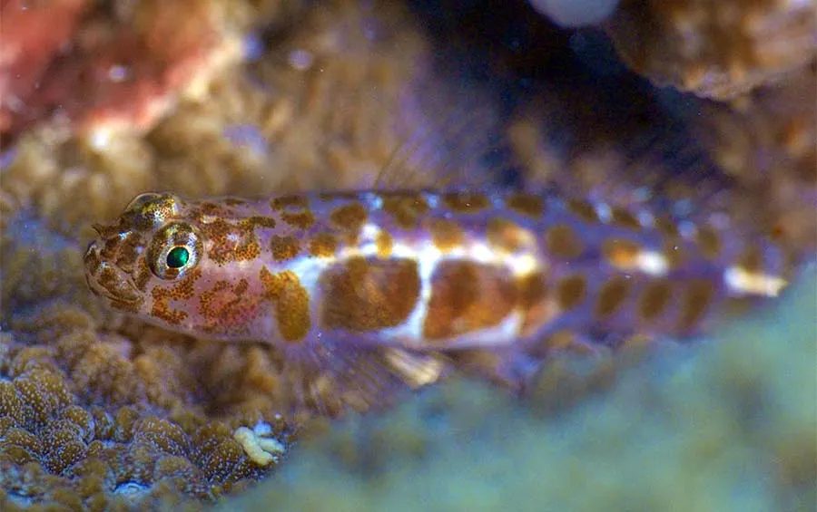 Marine life photographed on a dive off the Donegal coast