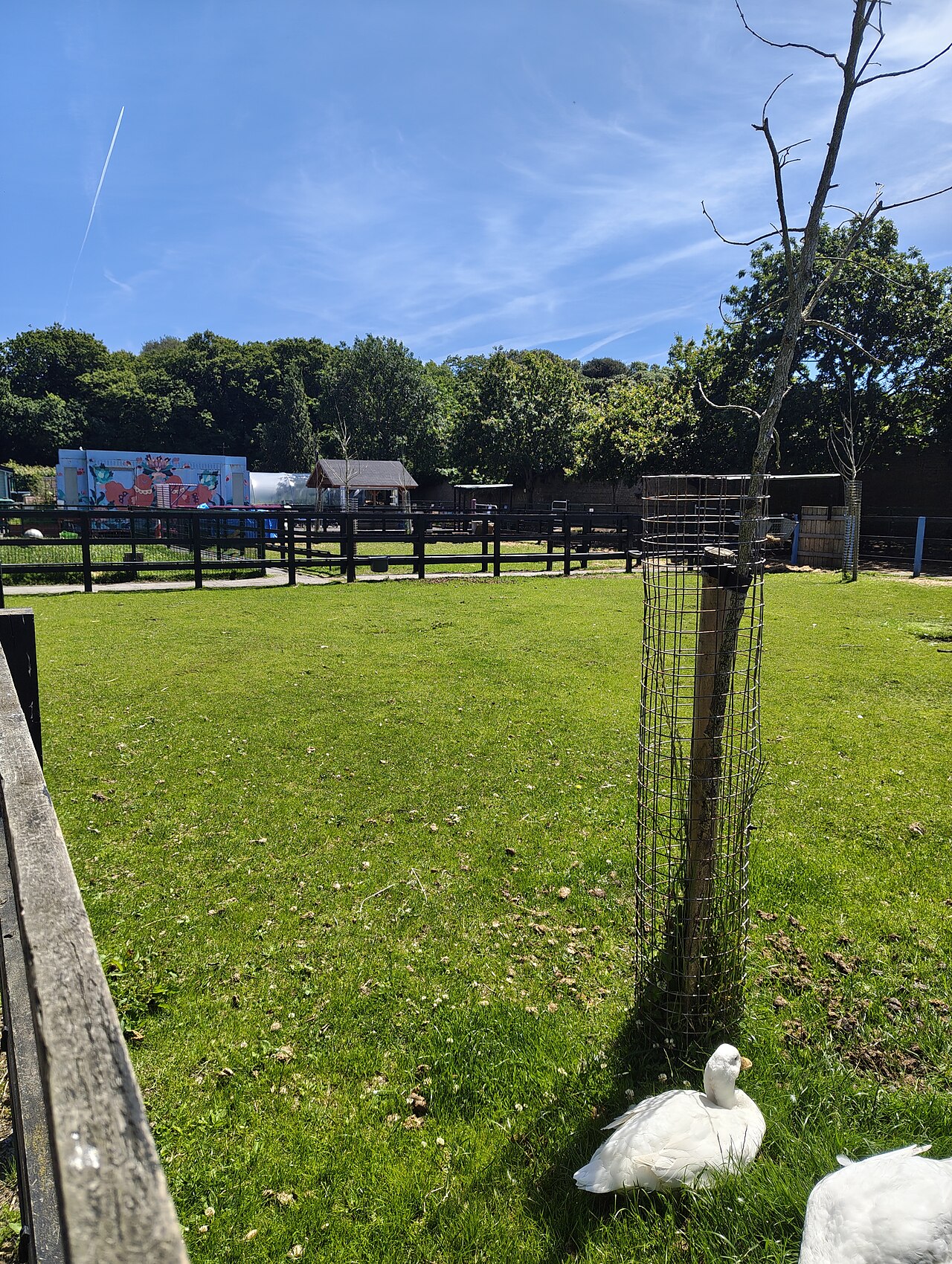 Animals at St. Anne's City Farm inside St. Anne's Park
