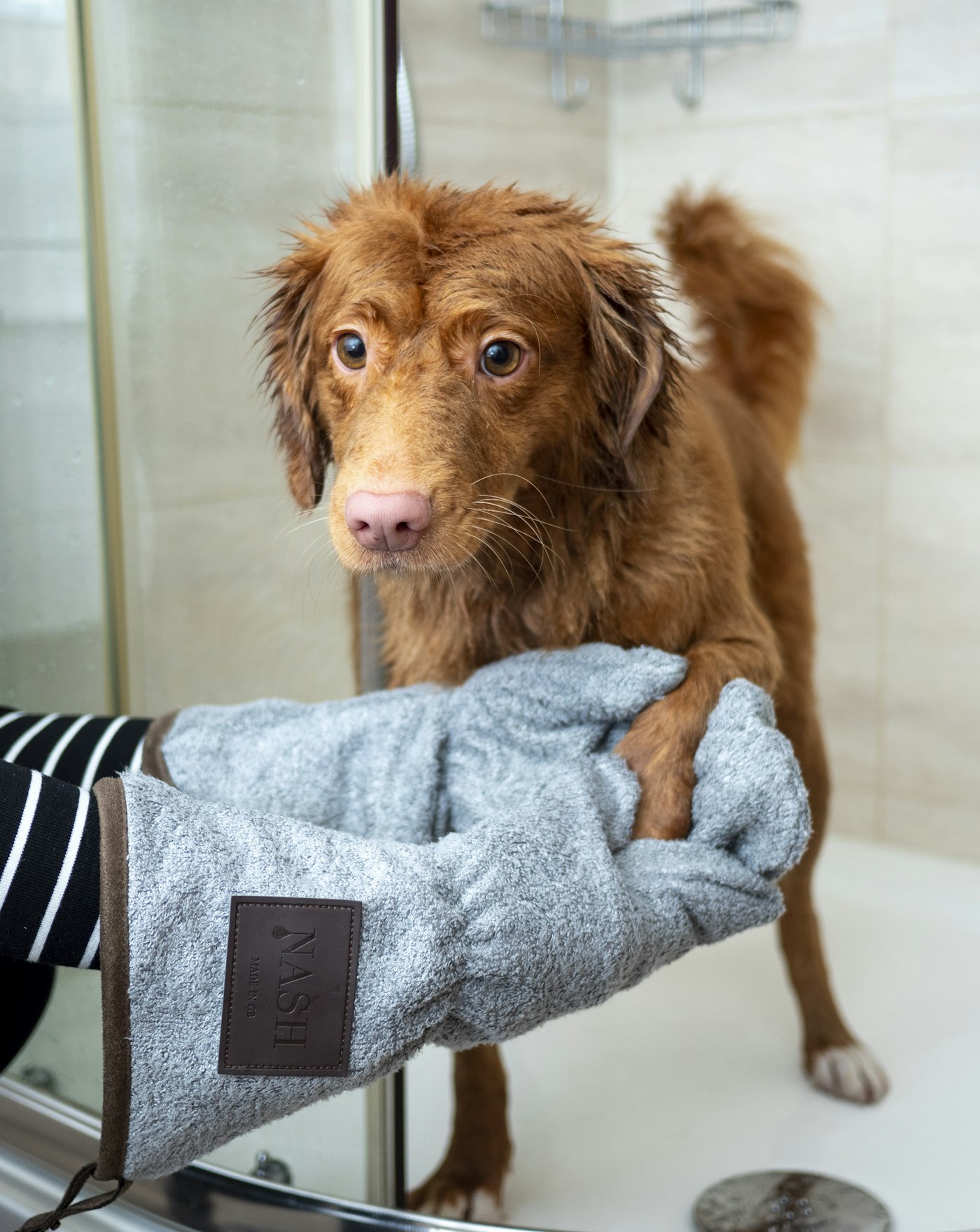 Dog being gently towel-dried after a luxury spa bath at Stardust