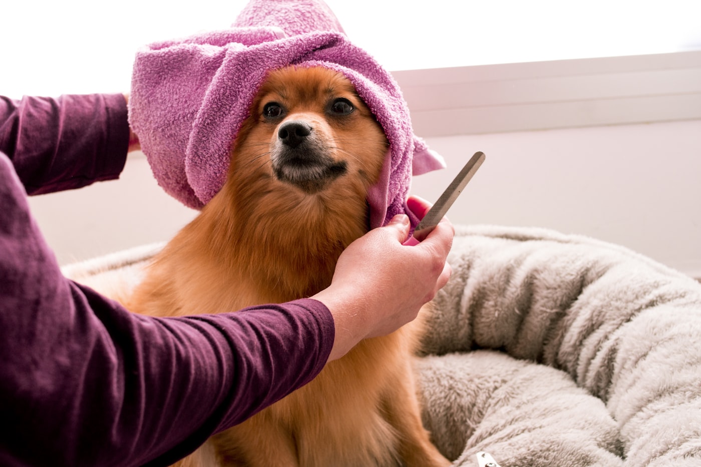 Dog wrapped in a towel after grooming treatment