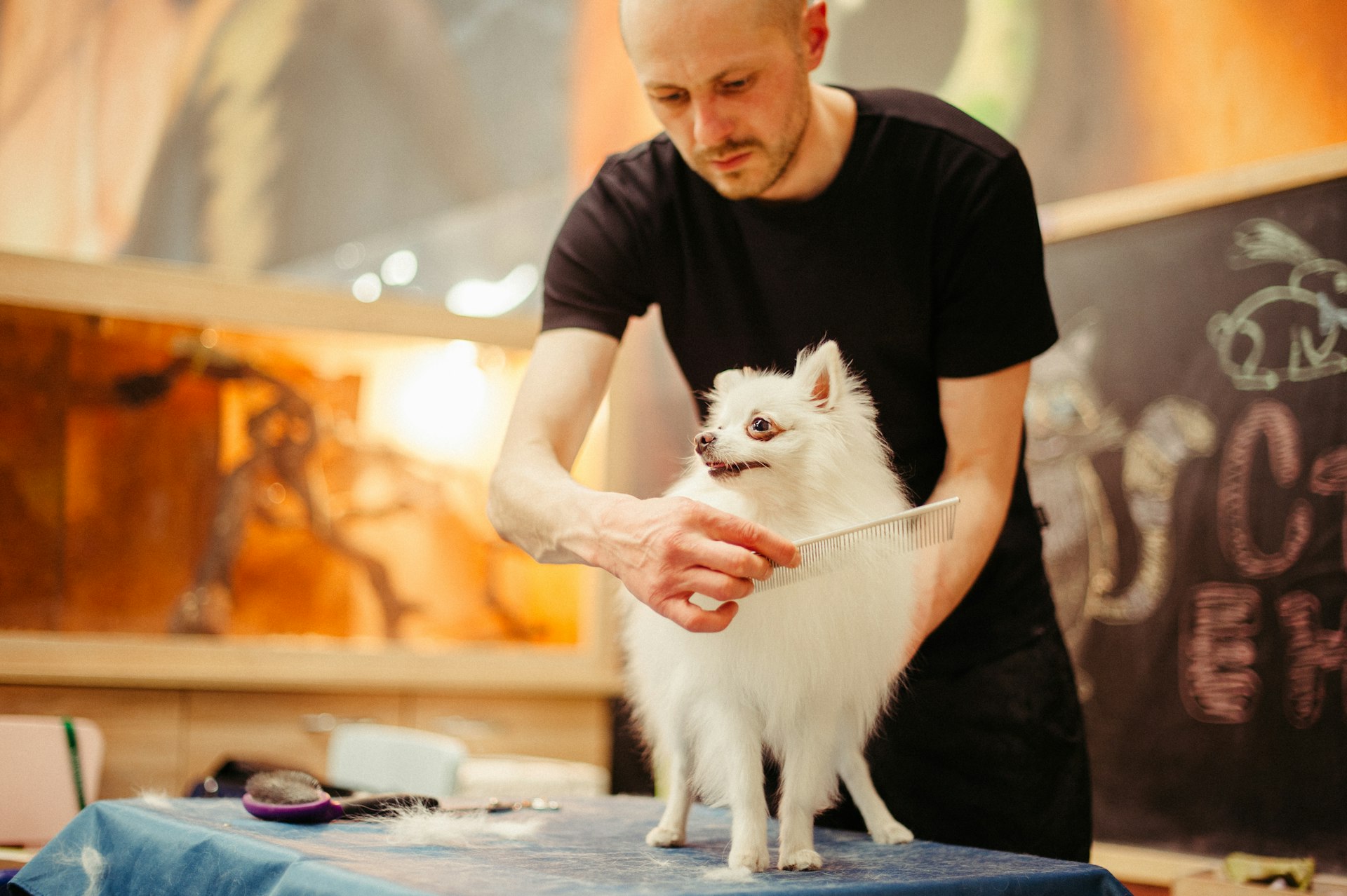Groomer carefully brushing a dog's coat at The Groomery