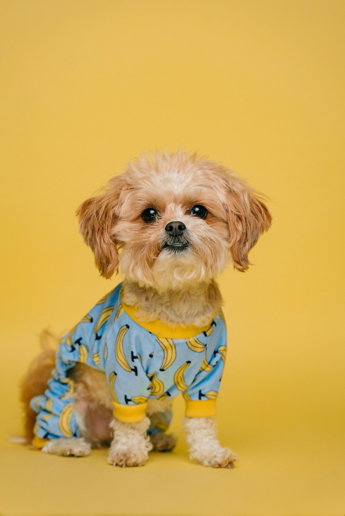 Small groomed dog wearing a bandana