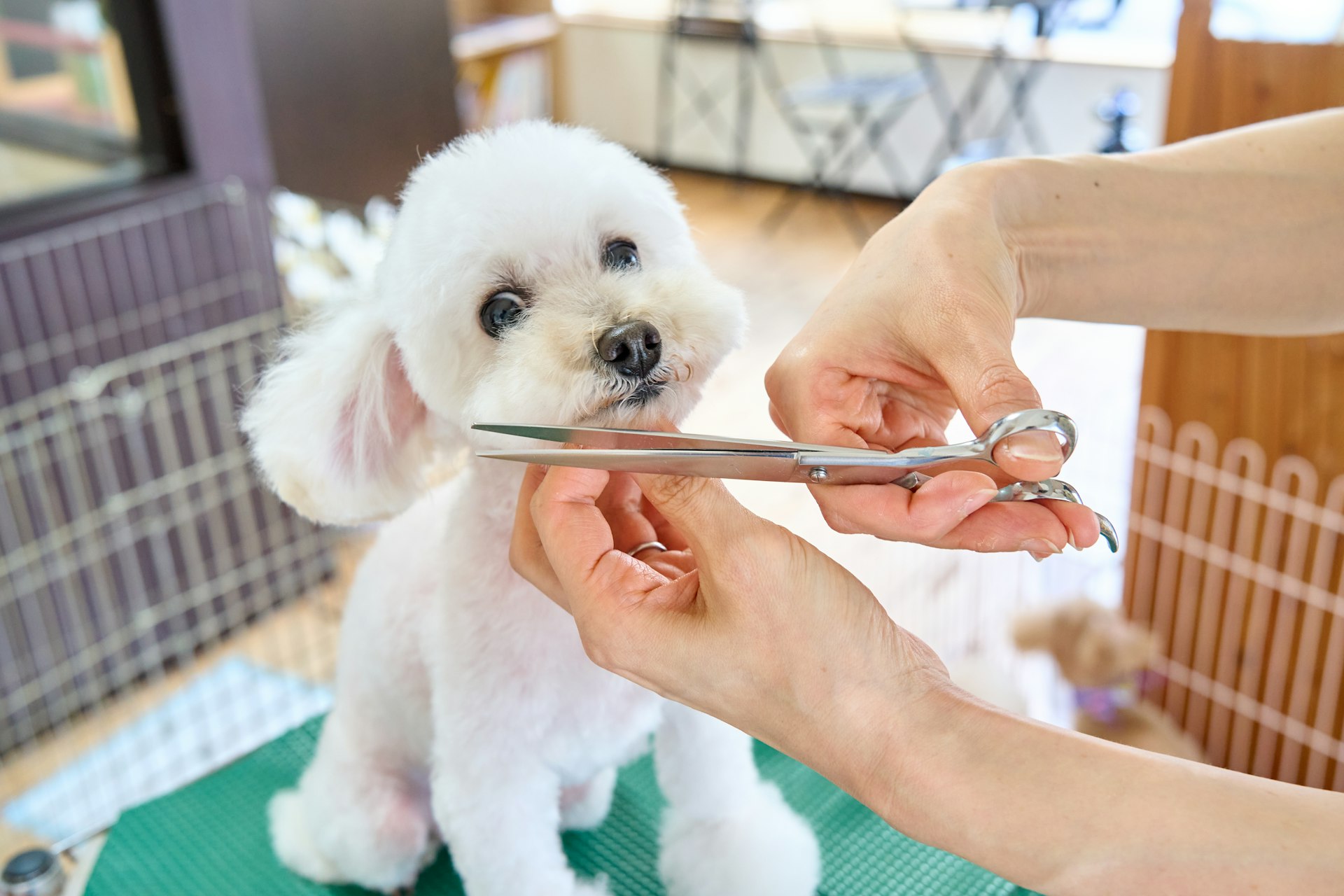 Dog being carefully groomed at Urban Tails